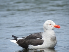 Leucophaeus scoresbii