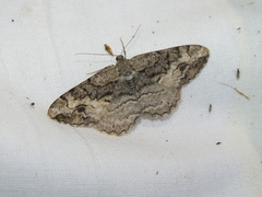 Alcis deversata