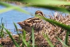 Gallinago nigripennis