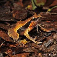 Physalaemus olfersii