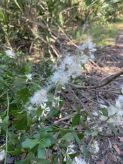 Baccharis glomeruliflora