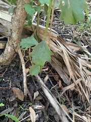 Baccharis glomeruliflora