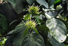 Coussarea platyphylla