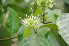 Coussarea platyphylla