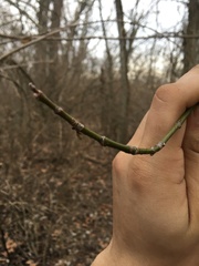 Acer negundo