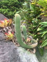 Coleocephalocereus fluminensis