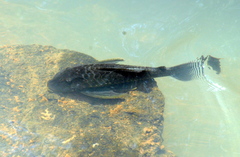 Hypostomus myersi