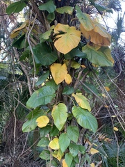 Epipremnum