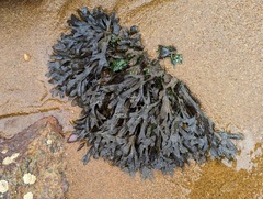 Fucus vesiculosus
