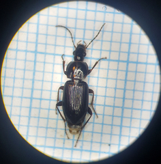 Pterostichus cursor