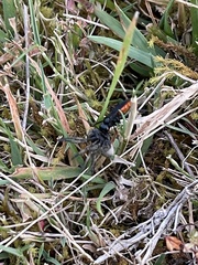 Elaphroptera
