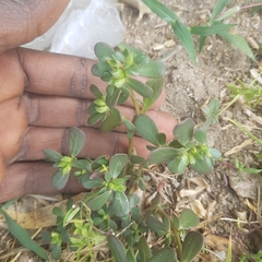 Portulaca oleracea image