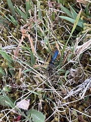 Elaphroptera