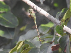 Coryphaeschna viriditas