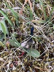Elaphroptera