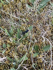 Elaphroptera