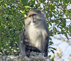 Cercopithecus mitis erythrarchus
