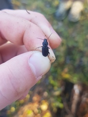 Pterostichus nigrita