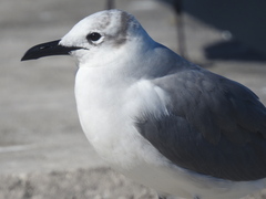 Leucophaeus atricilla