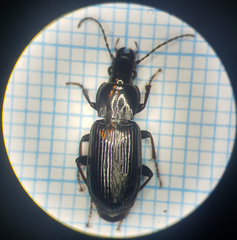 Pterostichus nigrita