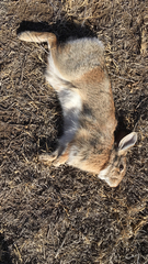 Sylvilagus nuttallii