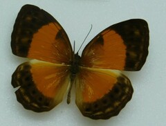 Cupha prosope