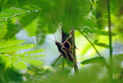 Staleochlora arcuata