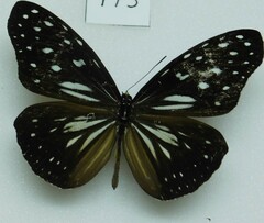 Ideopsis juventa