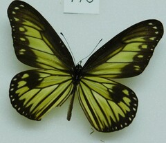 Ideopsis vitrea