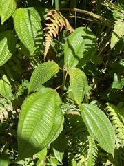 Miconia laevigata