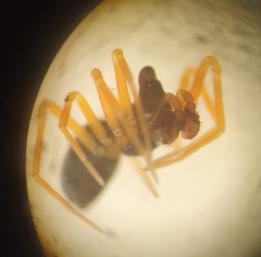 Entelecara acuminata