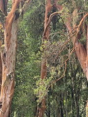 Luma apiculata