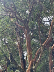 Luma apiculata