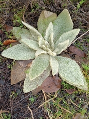 Verbascum thapsus