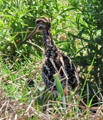 Gallinago nigripennis