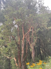 Luma apiculata