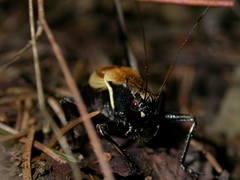 Pholidoptera aptera