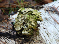 Tuckermanopsis chlorophylla
