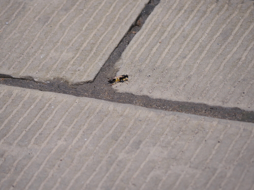 Sceliphron madraspatanum