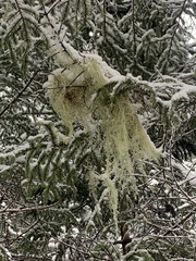 Usnea subfloridana