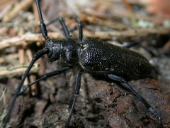 Monochamus sutor