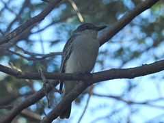 Tyrannus caudifasciatus