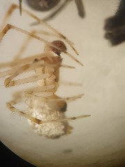 Theridion varians