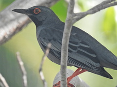 Turdus plumbeus