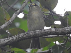 Vireo crassirostris