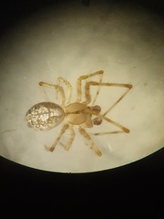 Theridion varians