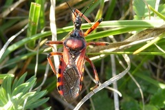 Rhynocoris iracundus