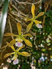Encyclia