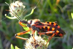 Rhynocoris iracundus
