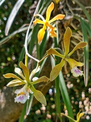 Encyclia